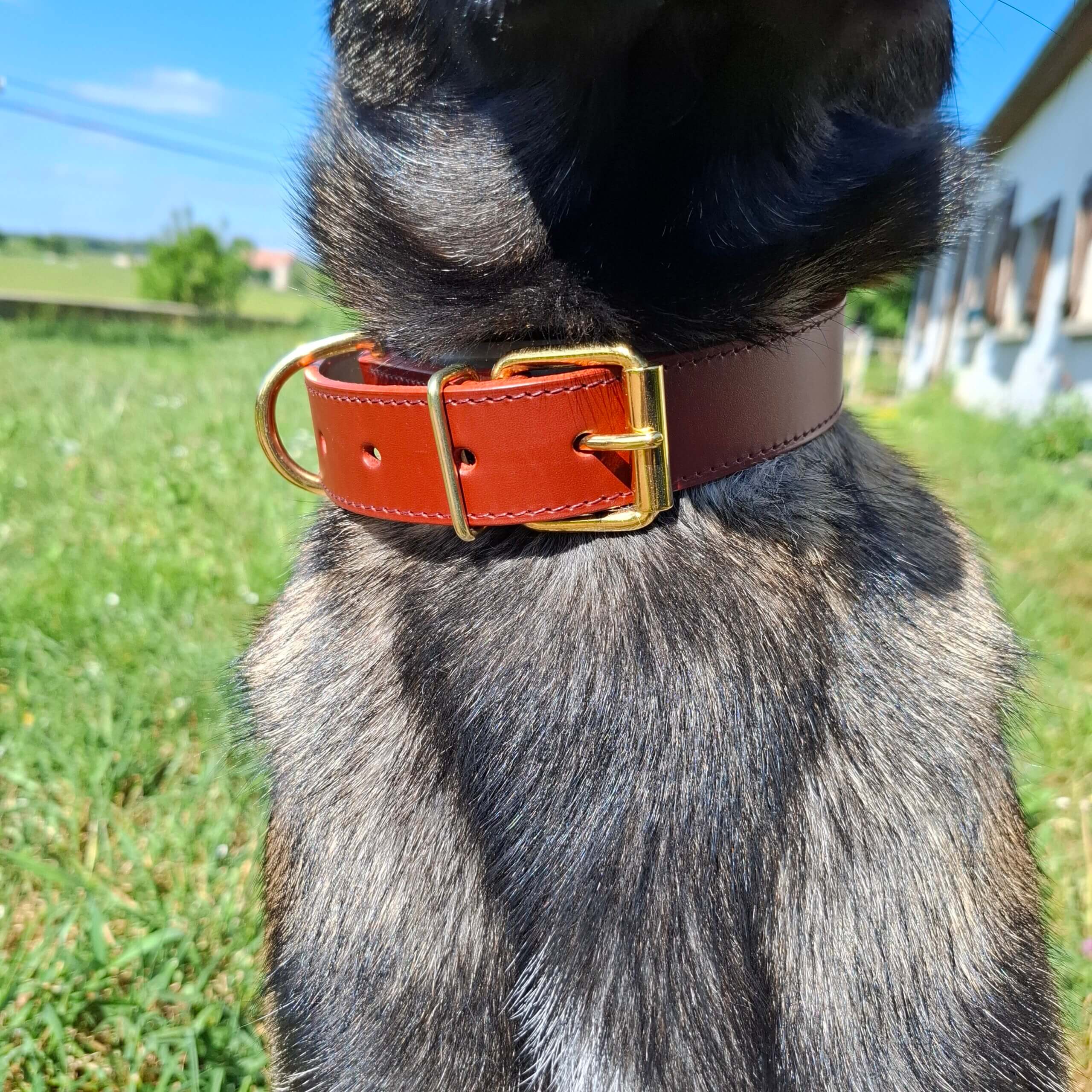 collier sur chien