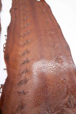 Cuir d'esturgeon cuir d'esturgeon