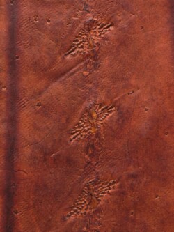 cuir d'esturgeon